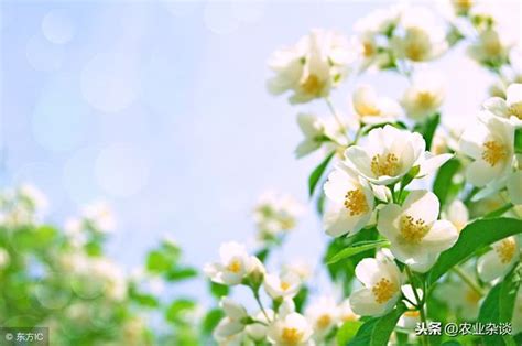 茉莉花怎麼種|茉莉花種植方法與技巧，剛買的茉莉怎麼移栽